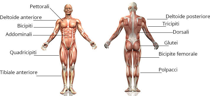 ellittica muscoli coinvolti